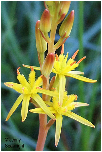 Irish Wildflowers Bog Asphodel