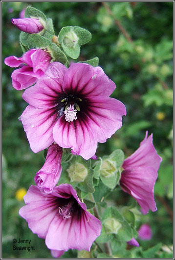 purple tree mallow