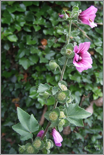 purple tree mallow