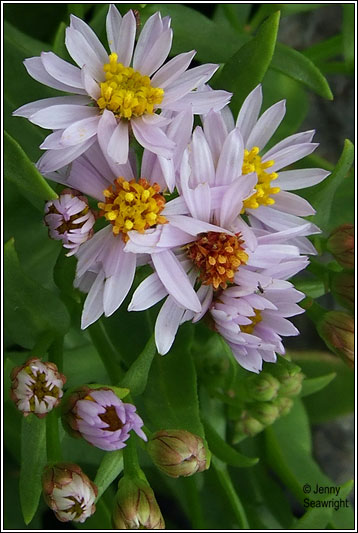 aster tripolium