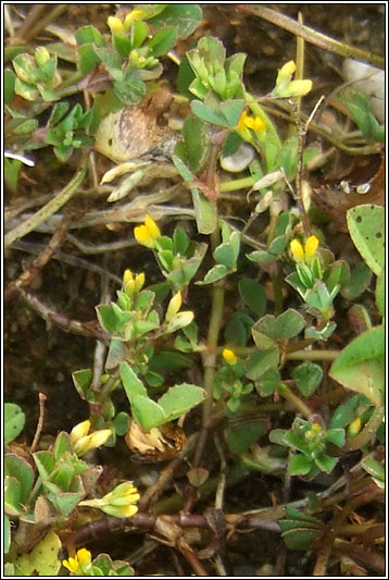 Slender Trefoil, Trifolium micranthum