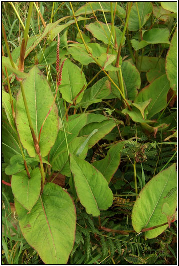 Red Bistort, Persicaria amplexicaulis
