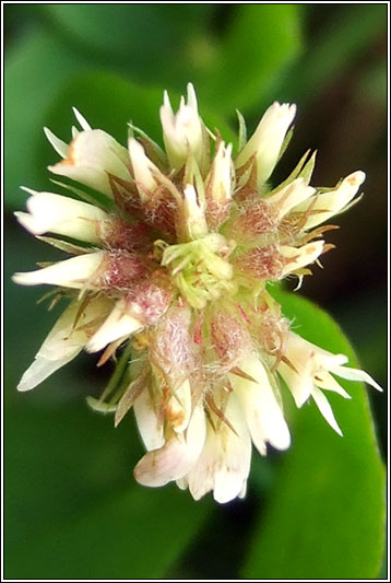 Strawberry Clover, Trifolium fragiferum