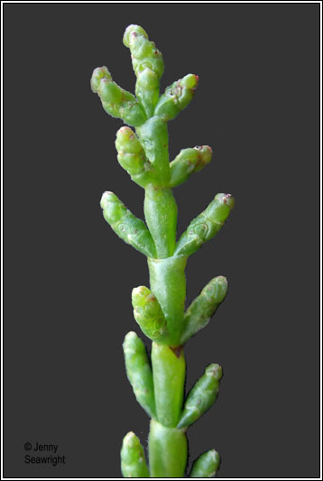 Common Glasswort, Salicornia europaea