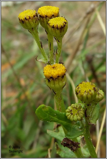 Senecio jacobaea subsp dunensis