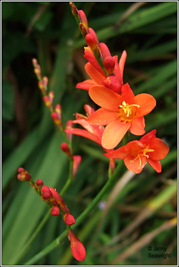 Montbretia Crocosmia