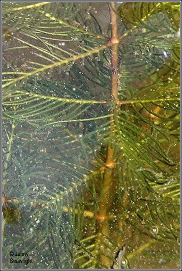 Spiked Water-milfoil, Myriophyllum spicatum