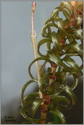 Nuttall's Waterweed, Elodea nuttallii