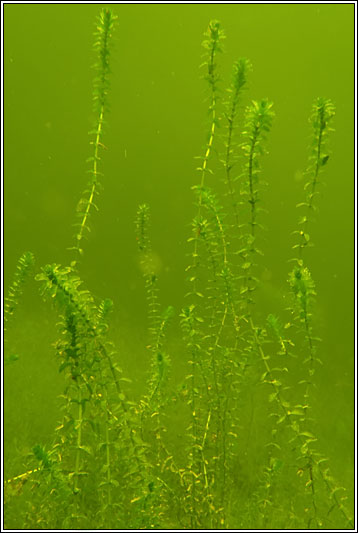 Canadian Waterweed, Elodea canadensis
