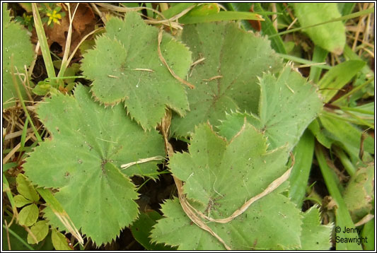 Hairy Lady's-mantle, Alchemilla filicaulis