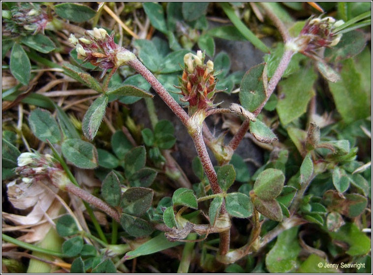 Rough Clover, Trifolium scabrum