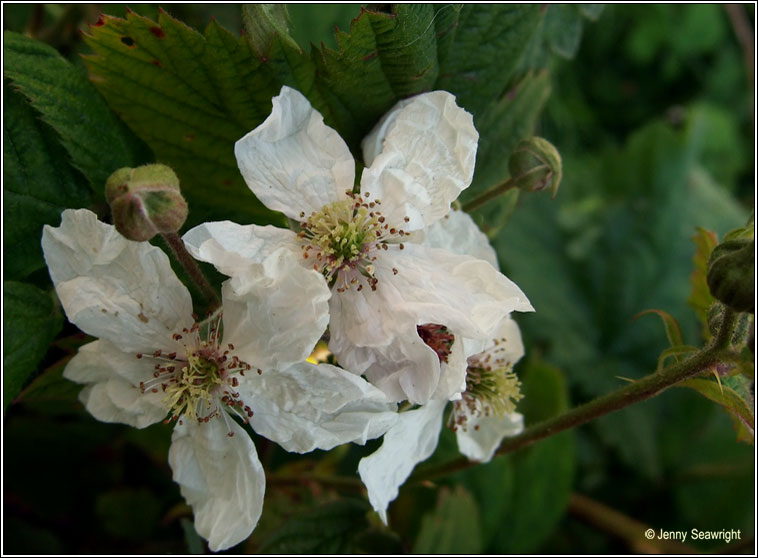 Rubus nemorosus