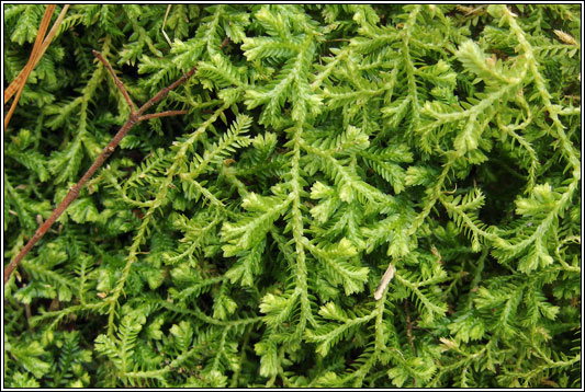 Kraus's Clubmoss, Selaginella kraussiana