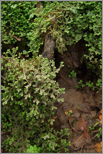 Kraus's Clubmoss, Selaginella kraussiana