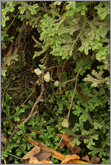 Kraus's Clubmoss, Selaginella kraussiana