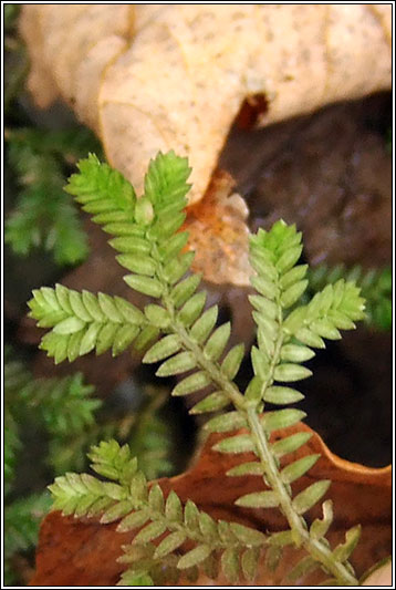 Kraus's Clubmoss, Selaginella kraussiana