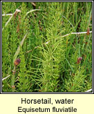 Horsetail,water (Scuab eich uisce)