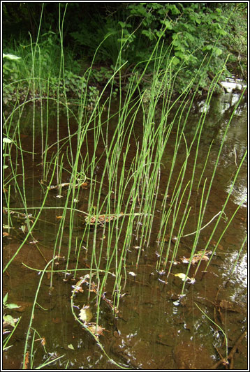 Water Horsetail, Equisetum fluviatile