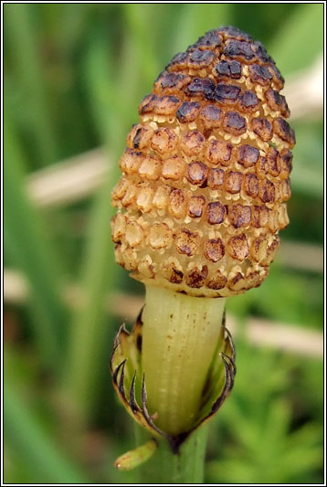 Water Horsetail, Equisetum fluviatile