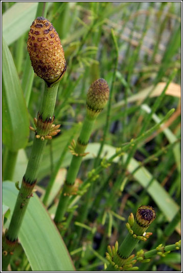 Water Horsetail, Equisetum fluviatile