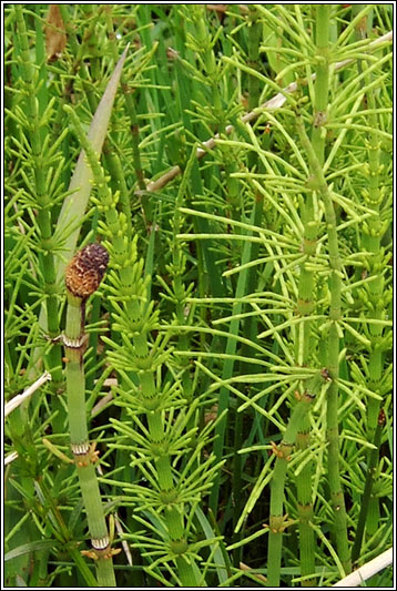 Water Horsetail, Equisetum fluviatile