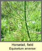Horsetail,field (Scuab eich ghoirt)