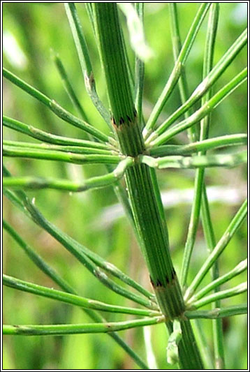 Field Horsetail, Equisetum arvense