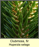 Clubmoss,Fir (Aiteann Muire)
