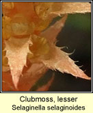 Clubmoss, lesser (Garbhógach bheag)
