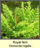 royal fern