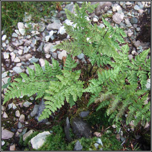 Hay-scented Buckler-fern, Dryopteris aemula