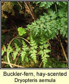 buckler fern,hay-scented