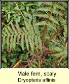 male fern,scaly