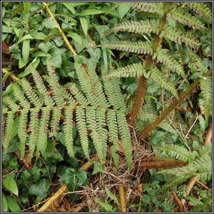 Scaly Male Fern, Dryopteris affinis