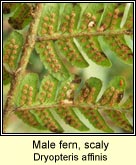 male fern,scaly