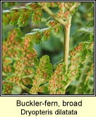 buckler fern,broad