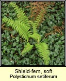shield fern,soft