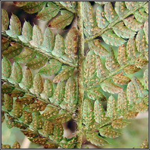 Soft Shield-fern, Polystichum setiferum
