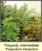 polypody,intermediate