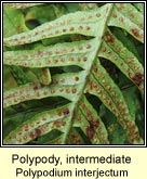 polypody,intermediate