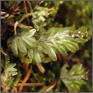Wilsons Filmy-fern, Hymenophyllum wilsonii
