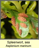spleenwort,sea