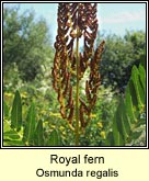 royal fern