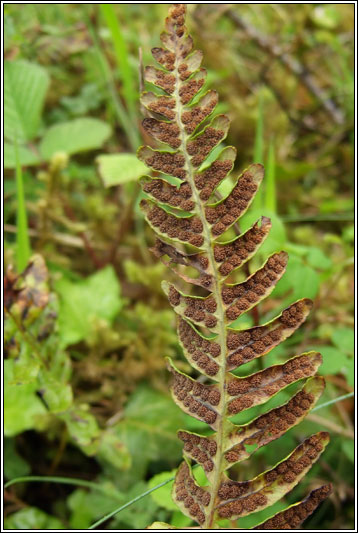 Common Polypody, Polypodium vulgare