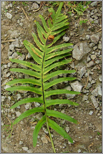 Southern Polypody, Polypodium cambricum