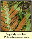 polypody,southern