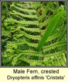 male fern,crested