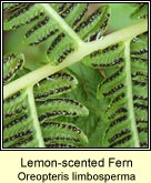 lemon-scented fern