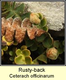 rusty-back