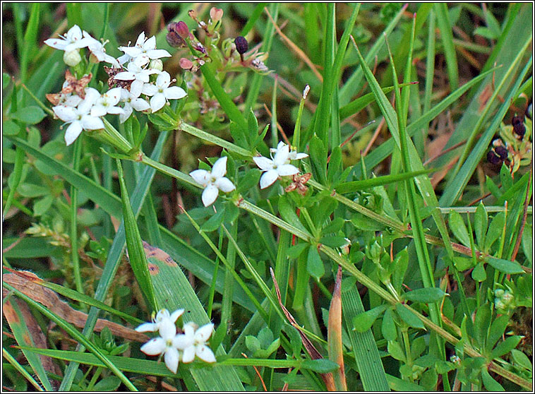 Marsh-bedstraw, Galium palustre, R corraigh